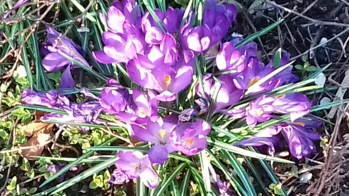 GBClarkson's tweet photo. Look to the crocus...
... The crocus beckons like homemade liqueurโ
each one a glassful of sunlight. The crocus is a soft word in my ear;
the crocus is my best self. I carry them around in my head like a song.
I want to crawl inside of their purple armorโ
@Marion_McCready https://t.co/9QRRqSKXEb