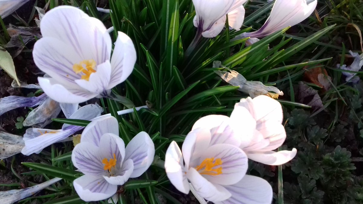 GBClarkson's tweet photo. Look to the crocus...
... The crocus beckons like homemade liqueurโ
each one a glassful of sunlight. The crocus is a soft word in my ear;
the crocus is my best self. I carry them around in my head like a song.
I want to crawl inside of their purple armorโ
@Marion_McCready https://t.co/9QRRqSKXEb