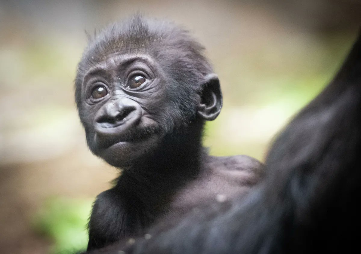 clemetzoo's tweet image. Hello spring! 🦒🦍🐅🐘