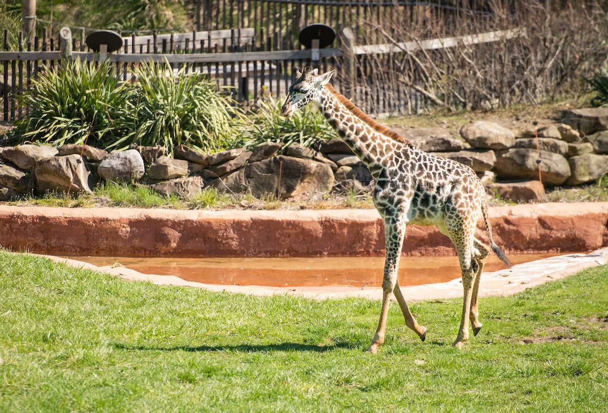clemetzoo's tweet image. Hello spring! 🦒🦍🐅🐘