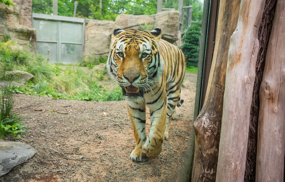 clemetzoo's tweet image. Hello spring! 🦒🦍🐅🐘