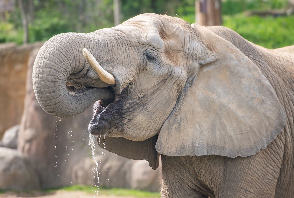 clemetzoo's tweet image. Hello spring! 🦒🦍🐅🐘