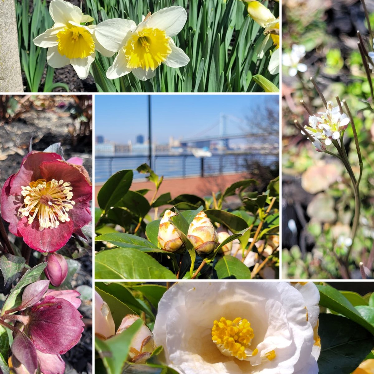 Blossoms are in Bloom at the Camden Waterfront. Happy Spring! #spring #flowers #camdenwaterfront #benfranklinbridge #centerforaquaticsciences