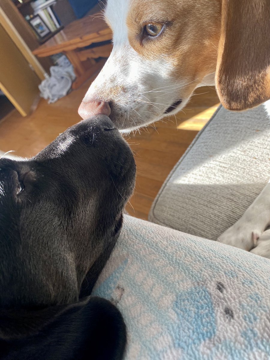 ReeseTheBeagle's tweet photo. Nose kisses on a sunny Sunday morning #cute #bestfriends #reese #charlotte #beagle #capeshore #dogsoftwitter #puppies https://t.co/yJYw65lJ2E