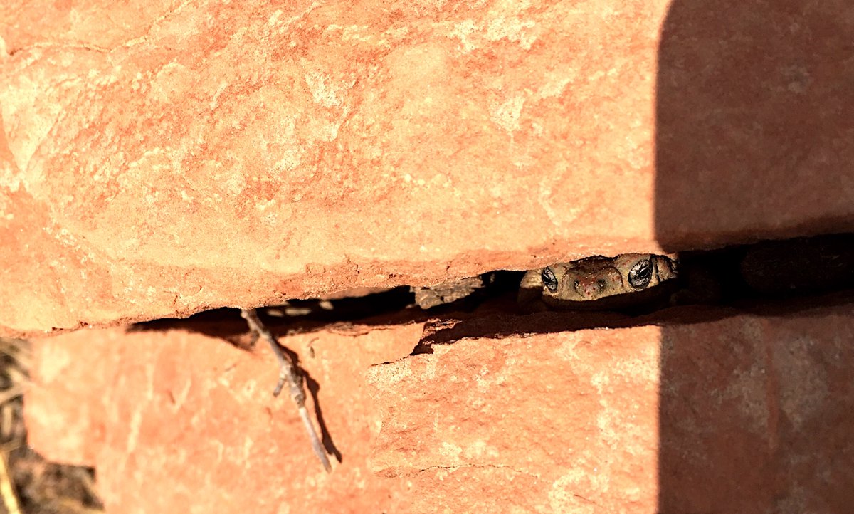 Happy #WorldFrogDay. Today is celebrating frogs. Captured at #caprockcanyons in Texas. This hidden frog in the rock tells the story that even near a dry water source frogs can be anywhere.