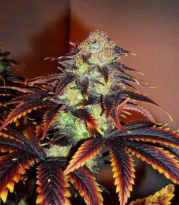 cannabishub's tweet photo. 🌱 Pinequeen V2

📸 grownbypaul

#cannabis #stonerfam #legalizeIt #weedmob https://t.co/02ROeIdpFp