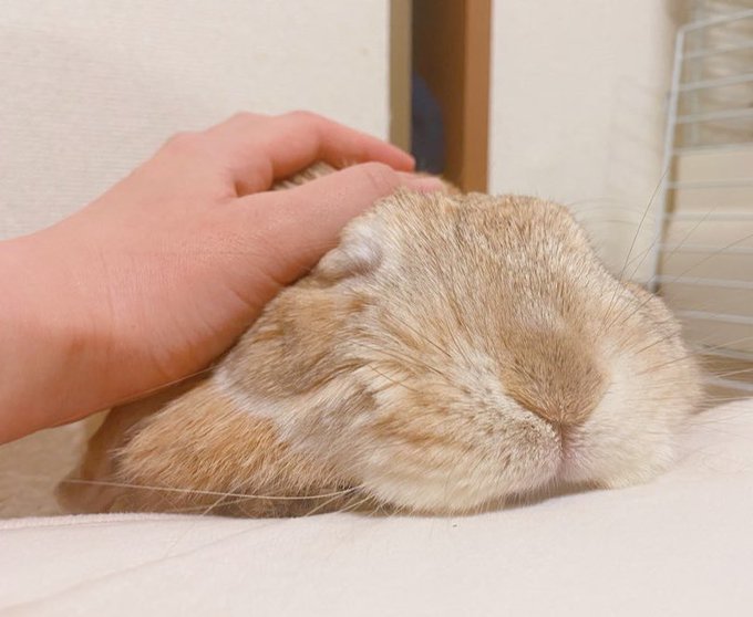 あたま きもちいい としか思ってないと思う 難しいことを考えているとは思えないウサギの溶けっぷりに反響 ねとらぼ