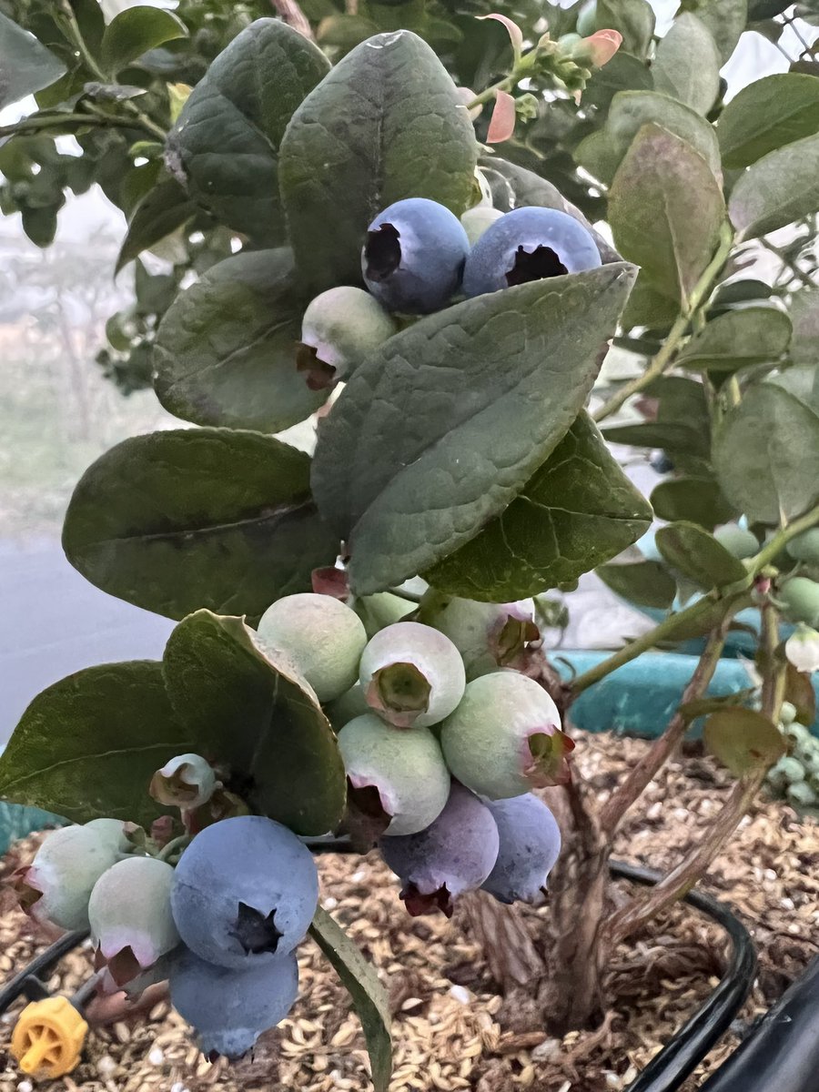 #BlueBerry