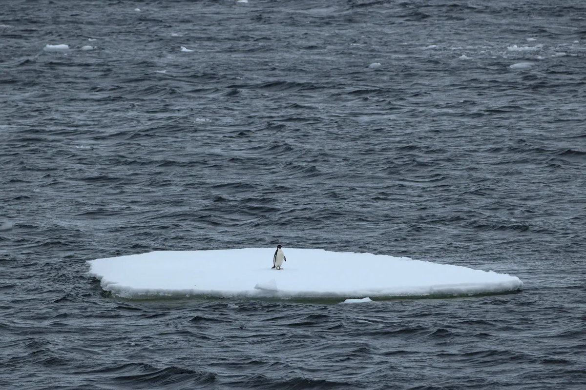 ECOWARRIORSS's tweet photo. This is catastrophic for our future

Both Polar Caps each in different seasons melting same time
Antarctica more than 70 degrees (40 Celsius) warmer than average and areas of Arctic more than 50 degrees (30 Celsius) warmer than average.
Terra Nova Base above freezing at 7 degrees https://t.co/vcOUyNf4fi