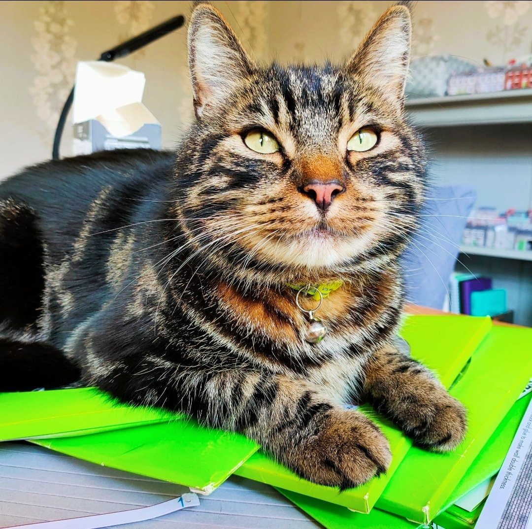 suitcasetrains's tweet image. If I sit on your work then you can't work !!! 
#toolsdown #sundayvibes #ziggy #mhhsbd #CatsOfTwitter