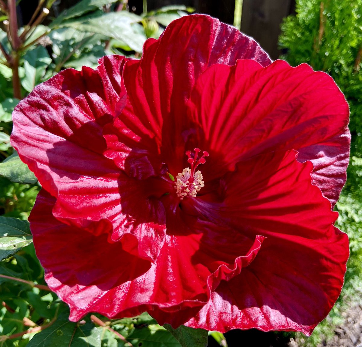 GeekGarden's tweet image. Hibiscus 🌺 
#flowers #hibiscus #gardening #photography #Sunday