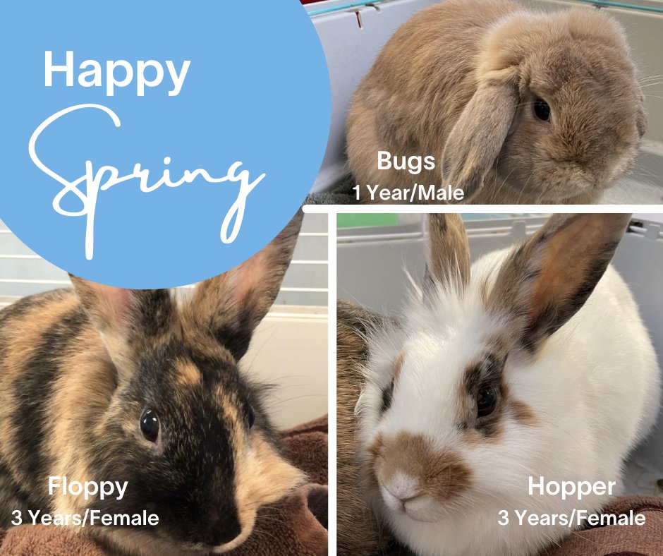 SuncoastHumane's tweet photo. It's officially #Spring today! Spring ushers in new beginnings &amp; we have many pets looking for theirs! Please visit https://t.co/61SsVoHJL7 to find your new best friend! 

Pictured here are a bonded pair of bunnies, Floppy and Hopper, and Bugs all looking for a home! #bunnies https://t.co/fVj12pssFk