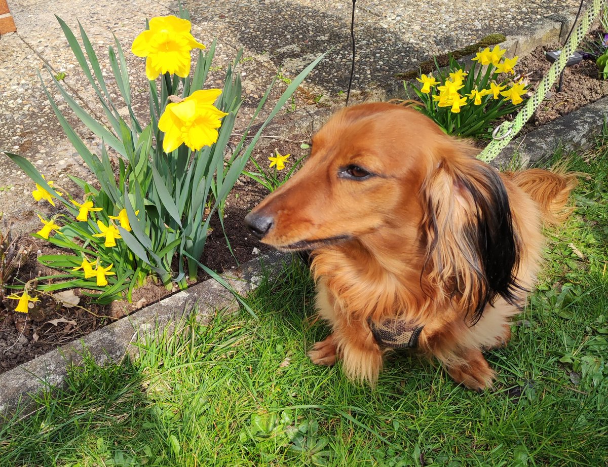 KerstinAx82's tweet photo. Der Dackel genießt das Wetter. #dackel #Dachshund #narzissen #daffodils #Sonntag #Sunday https://t.co/AuIRl3w4Ly