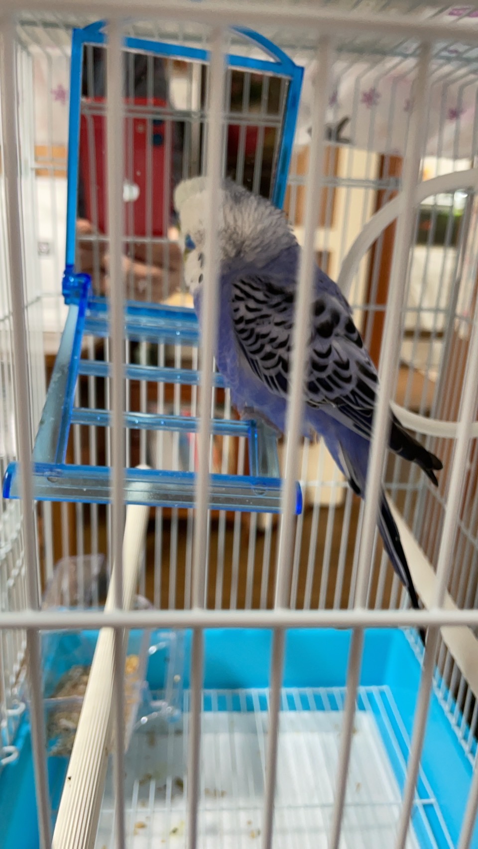 インコちゃん 迷い鳥 保護鳥 鳥 インコ 迷いインコ 保護インコ セキセイインコ 札幌市 東区 丘珠空港付近 拡散希望 札幌方面東警察署 鳥かご 犬用のゲージから新居の鳥かごに引っ越して 餌と水 小松菜 バナナをいつでも食べれるようにしま