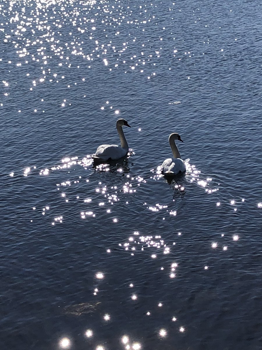 RantanenAnna's tweet photo. Upea kevätpäivä Turun saaristossa. Kuvassa vahvaa symboliikkaa. @BirdlifeSuomi https://t.co/fPV2rUtykm