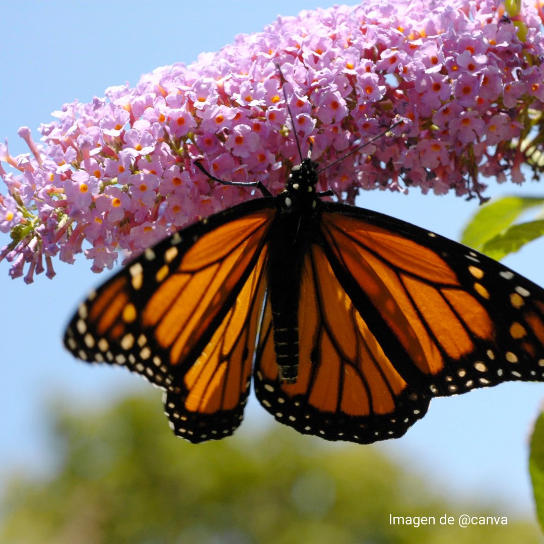 Las 
mariposas
del amor
se han quedado
sin estómagos
en los que 
refugiarse,
porque
todas...
te las has
comido
tú.

#FraseDelDía #versos #poesía