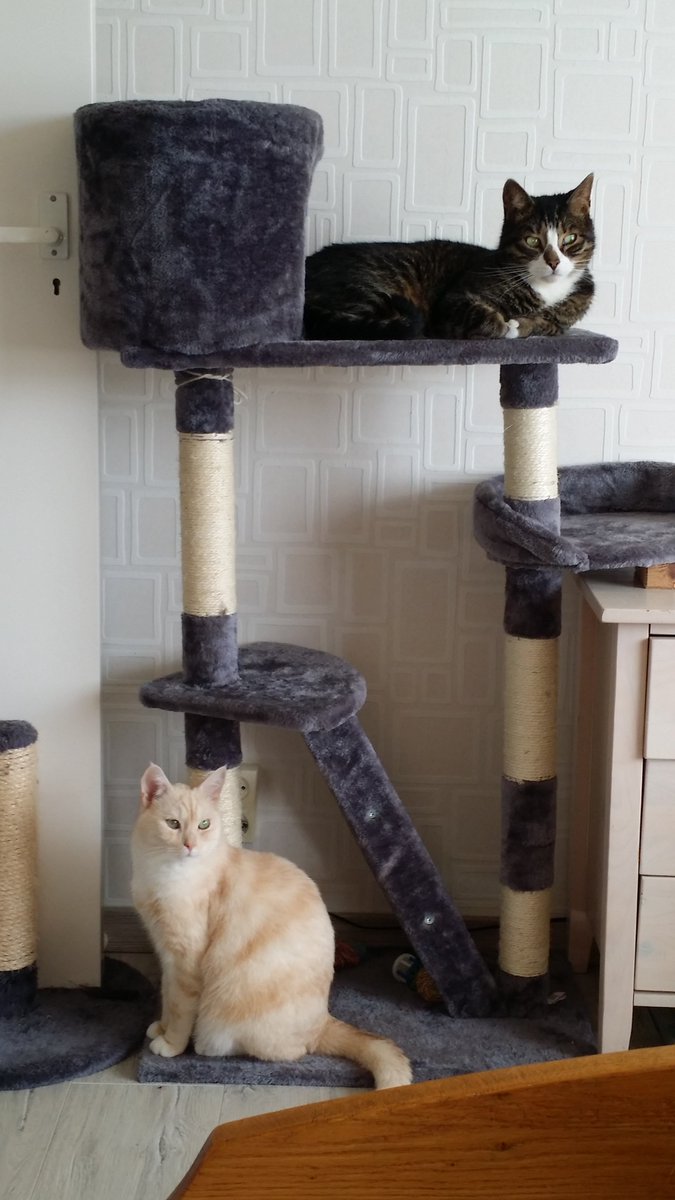 JanvanMouwerik's tweet photo. Twee van onze 5 huisgenoten. Onder Gozer, 8 jaar en boven Binkie, die volgende maand 18 wordt. https://t.co/OmcRvo0joZ