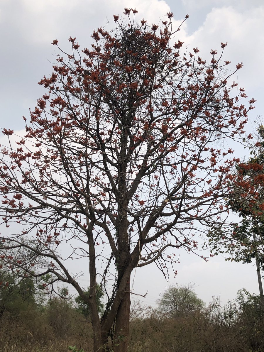 vrundavs's tweet photo. Found this #wildtree fully bloomed…
With #orangeflowers ..& full of #sunbirds
A very pretty tree! …a first time sighting
#stopcuttingtrees #stopdeforestation #forests #vrupix #Karnataka #harohalli #wildflowers https://t.co/5TSsiL6qsO