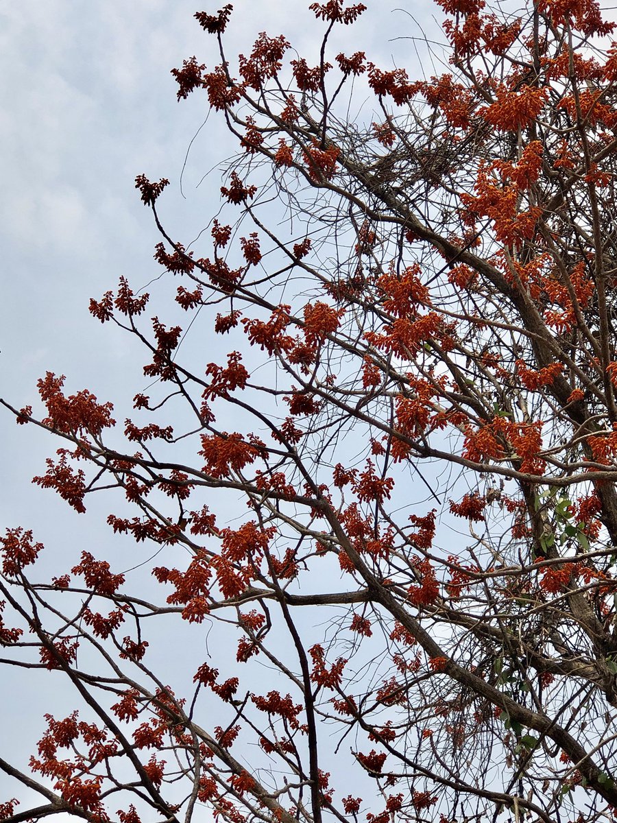 vrundavs's tweet photo. Found this #wildtree fully bloomed…
With #orangeflowers ..& full of #sunbirds
A very pretty tree! …a first time sighting
#stopcuttingtrees #stopdeforestation #forests #vrupix #Karnataka #harohalli #wildflowers https://t.co/5TSsiL6qsO