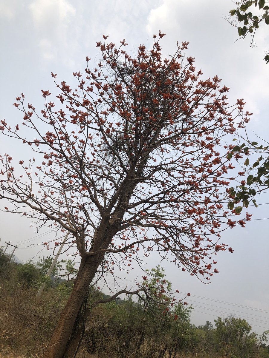 Found this #wildtree fully bloomed…
With #orangeflowers ..& full of #sunbirds 
A very pretty tree! …a first time sighting
#stopcuttingtrees #stopdeforestation #forests #vrupix #Karnataka #harohalli #wildflowers