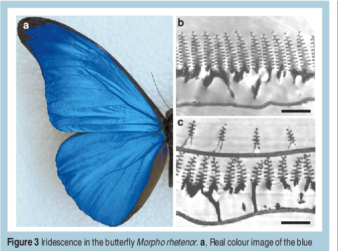 digital_trav's tweet photo. #FlyByLight The physics of butterfly wings
https://t.co/HvhTyYvjrO Sharing @CtrQuantumTech https://t.co/nrBpAoTiVJ