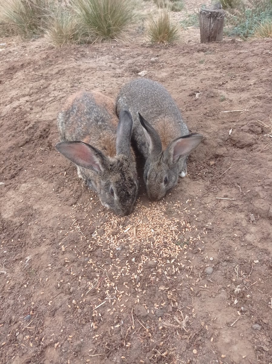 chivisilva75's tweet photo. Mis amigos los conejos
🐰
#goodrabbit https://t.co/vyms9wUs6m