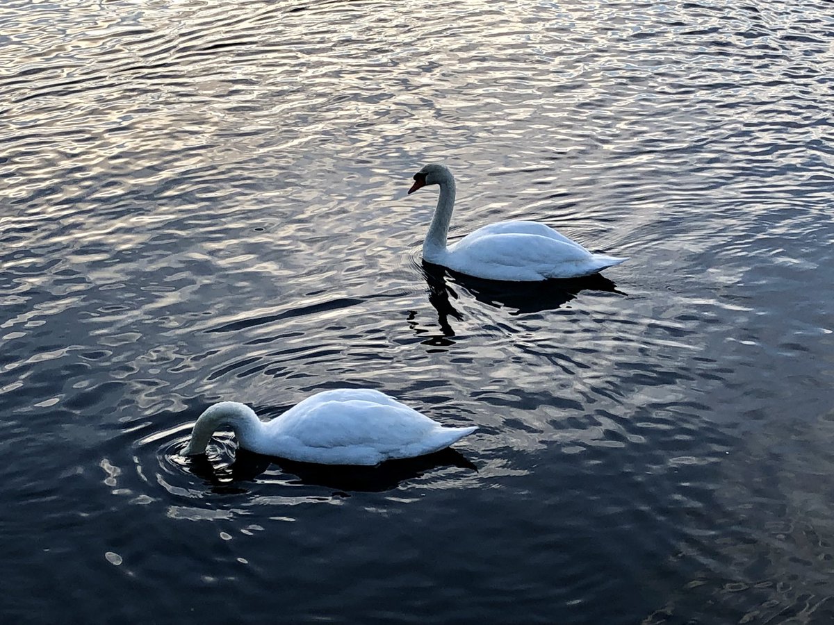 KathyLaBella_RD's tweet photo. Gorgeous morning run in nature, &amp; learning to run with sciatica with therapeutic exercises before &amp; after run with heat, &amp; proper nutrition to fuel my body. 😊 🏃‍♀️ #fitness #nutrition #kathylabellardn #peakperformancerd #nutritionformusicians #running #ctshore #runningwithsciatica https://t.co/l6LFGxXeCs
