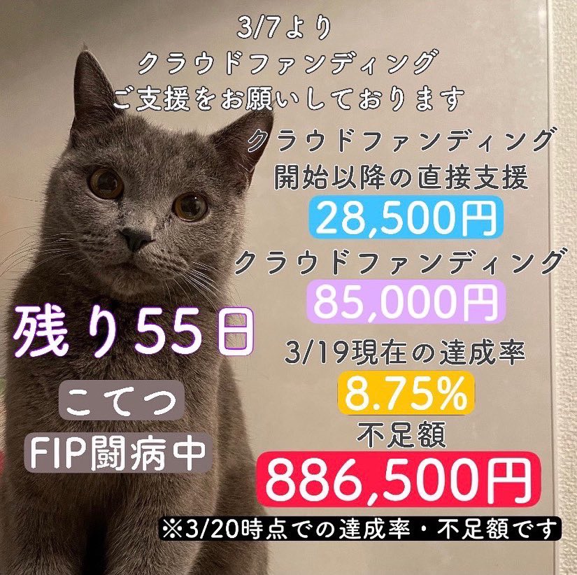 _kotekotetsu_'s tweet photo. 現在達成率が8.75%と進捗状況がかなり厳しい状況です💦皆様の温かいお気持ち、ご支援、拡散の程宜しくお願い致します😭🙇‍♂️
・
・
#クラウドファンディング
#クラウドファンディング挑戦中
#直接支援 https://t.co/HTsfZVcWFN