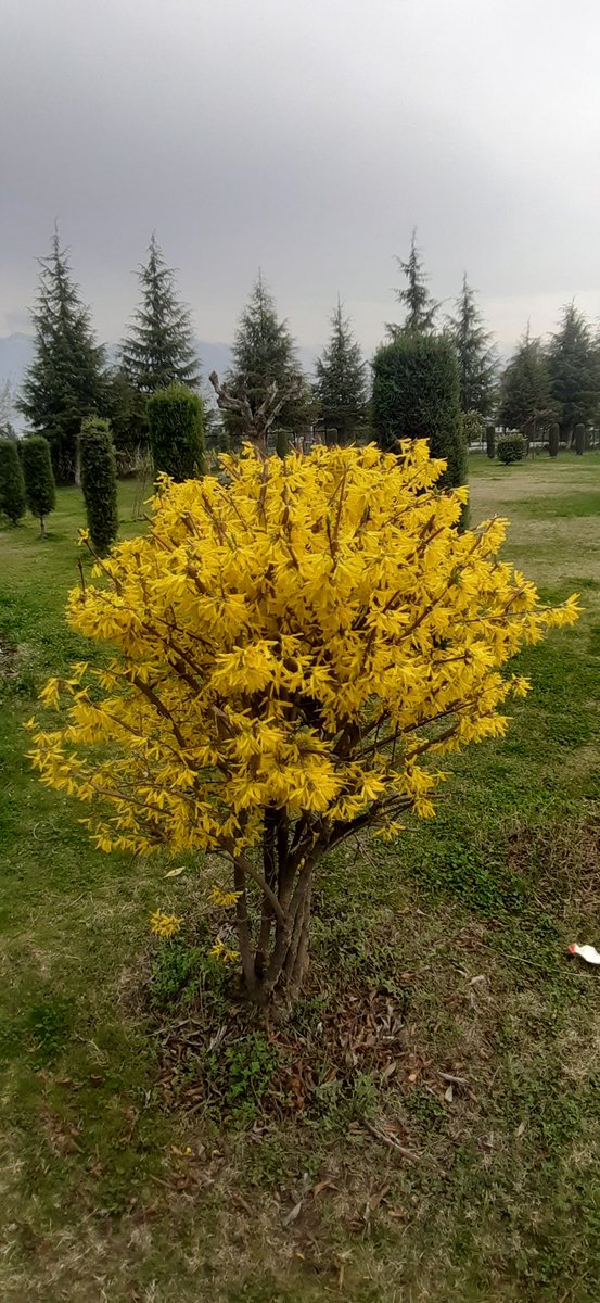 Khuroo_Kashmir's tweet photo. Forsythia viridissima @ Kashmir University Botanical Garden 
#KUBG
#spring 
#Flowers 
#Kashmir 
#Himalaya https://t.co/BlnQIibzak
