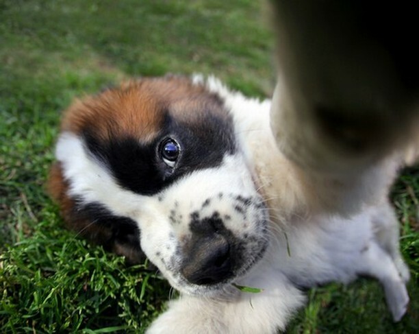 debbie_grice's tweet photo. I’m mutts about my dog.
#dogs #dogsofinstagram #doglover #saintbernard #cutedogs #instadog #instapet #DogNeedsBest https://t.co/tFP4JJVmg2