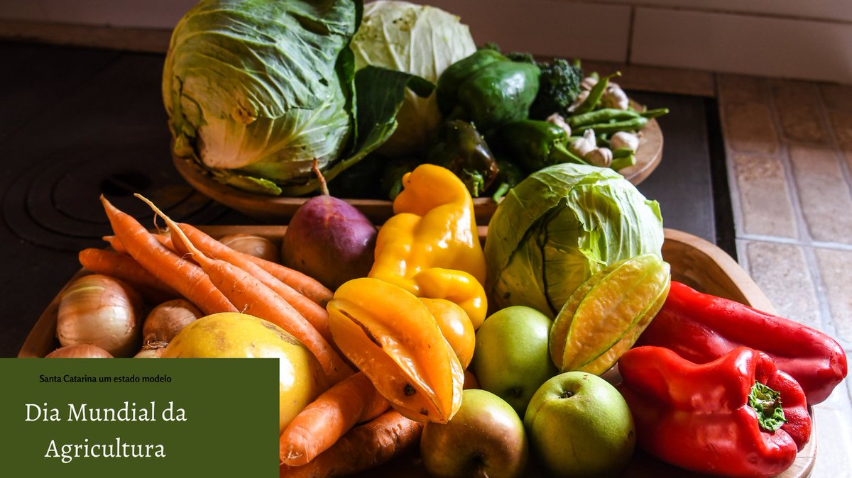 MafaldaPress's tweet photo. O estado tem quase 90% das propriedades rurais classificadas como de agricultura familiar e ainda sim é o primeiro produtor nacional de suínos, cebola, maçã, ostras, mexilhões e pescados.
#agriculturaSC
#mafaldapress https://t.co/4w7cyyzMEm