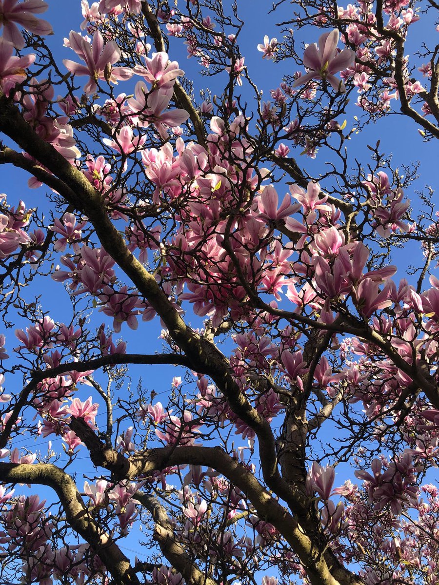 hslib's tweet image. Happy Sunday to everyone from @hslib. What a lovely day!
#BeautifulSpring #MagnoliaSeason @UniSotonLibrary  @unisouthampton