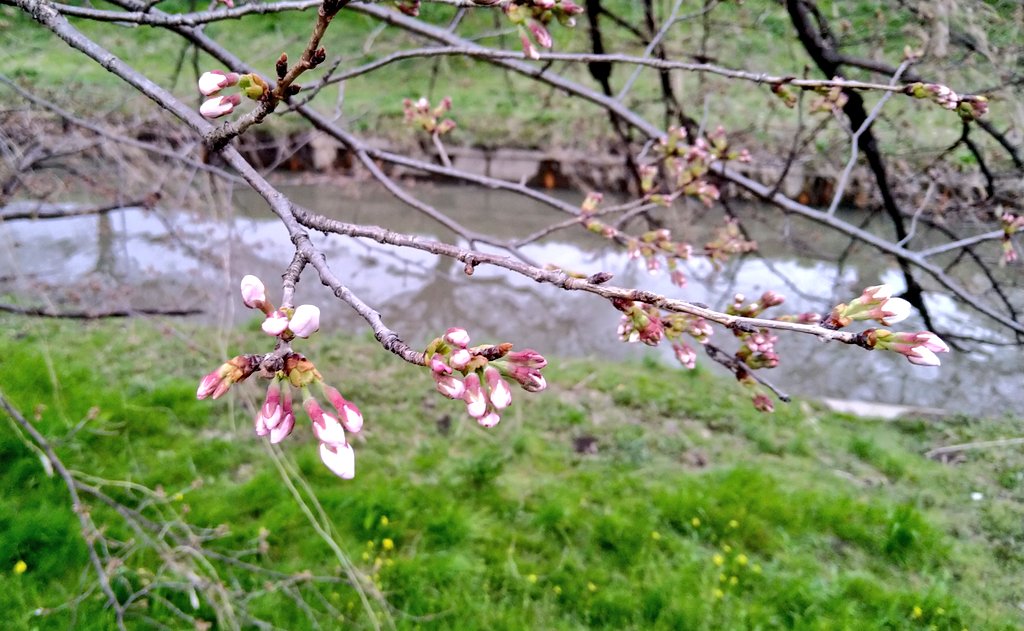mark3210_v7's tweet photo. 今日は、がんばったが、、、
もう少しで咲きそうだ。
#桜
#つぼみ
#QC2 https://t.co/hou1LCALrX