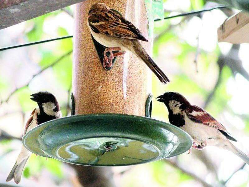 SPNashikRural's tweet photo. उन्हाळा सुरू झालाय आजच्या जागतिक चिमणी दिवसापासून आपण सर्व संकल्प करुया पिण्यासाठी पाणी आणि धान्य रोज ठेऊया.
#WorldSparrowDay 
#NashiKRuralpolice https://t.co/8dQ8SNGQ3j