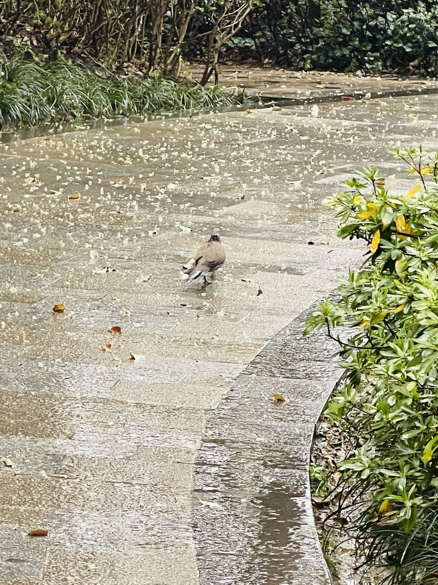stretchceilingm's tweet photo. Raining here … https://t.co/p2Zm4xuCIs
