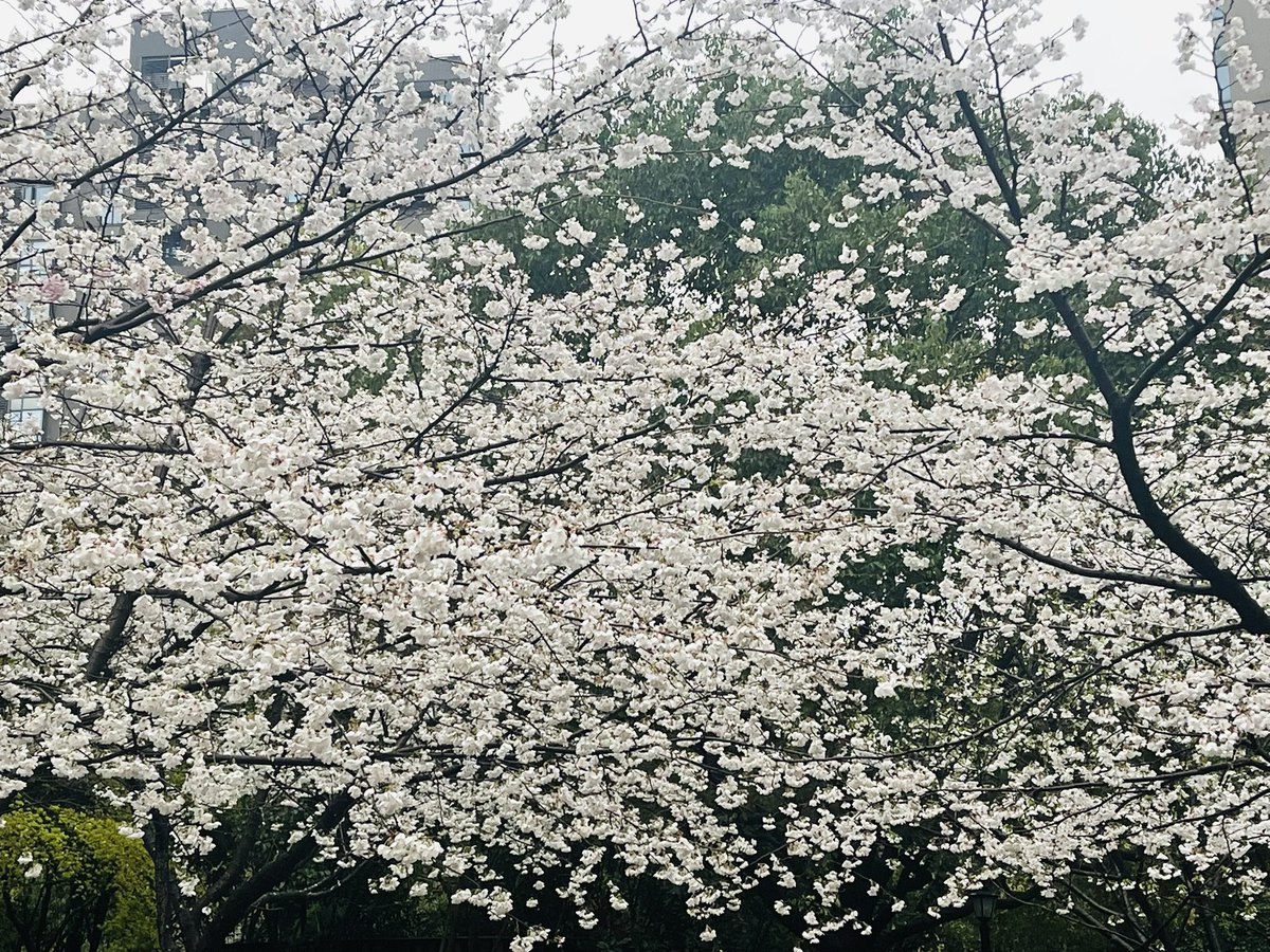 stretchceilingm's tweet photo. Raining here … https://t.co/p2Zm4xuCIs