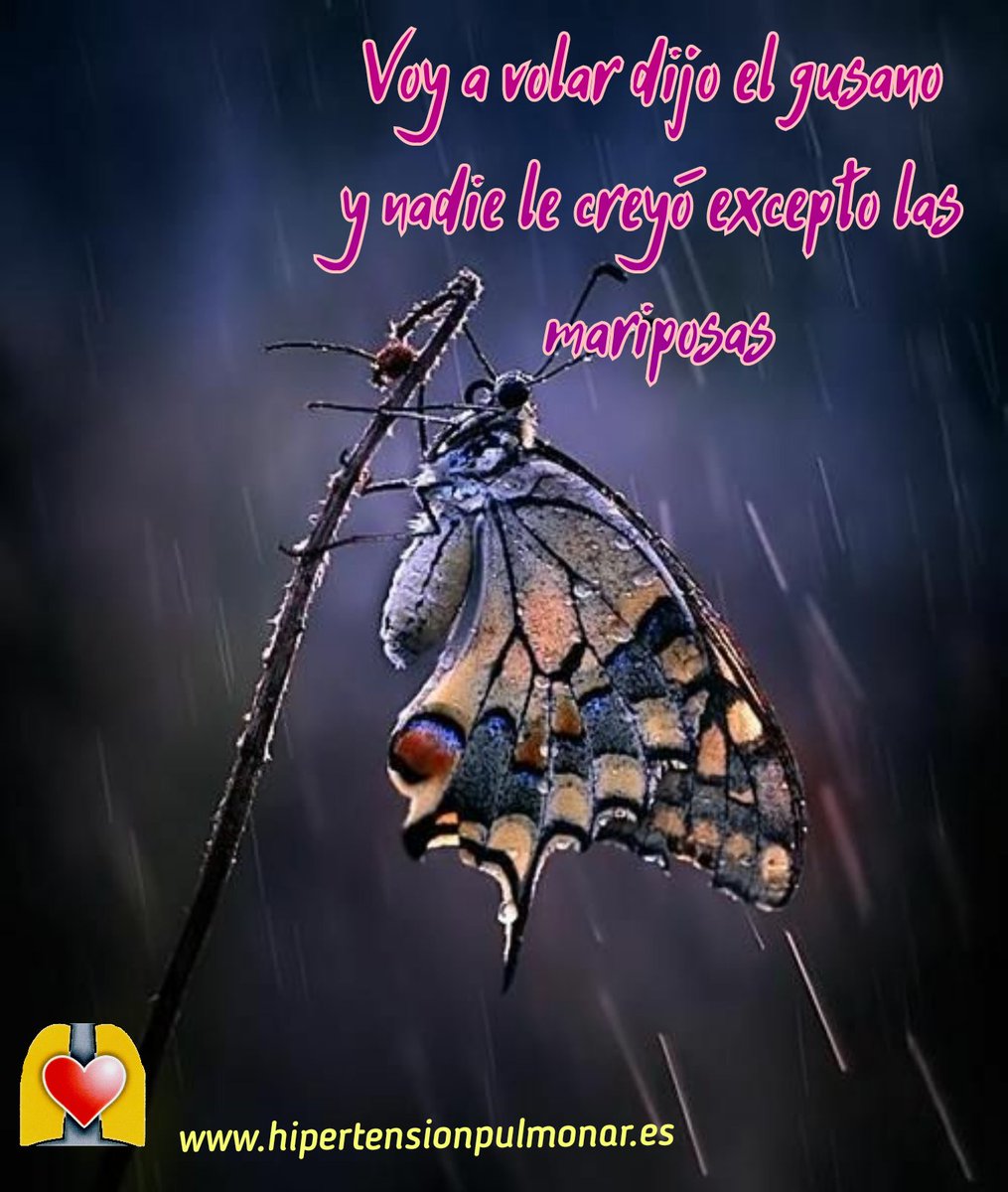 ANdHP's tweet photo. La mariposa no mira hacia atrás a su oruga, ni con cariño ni con nostalgia, simplemente sigue volando.
#HipertensiónPulmonar #soñar #vivir #volar #respirar #AdelanteSiempre #fluyendoconlavida #SomosFuertes #VamosLejos #anuestroritmo #phcure
#EsDomingo
https://t.co/igMAfrd8xV https://t.co/LgJdWr8qt1