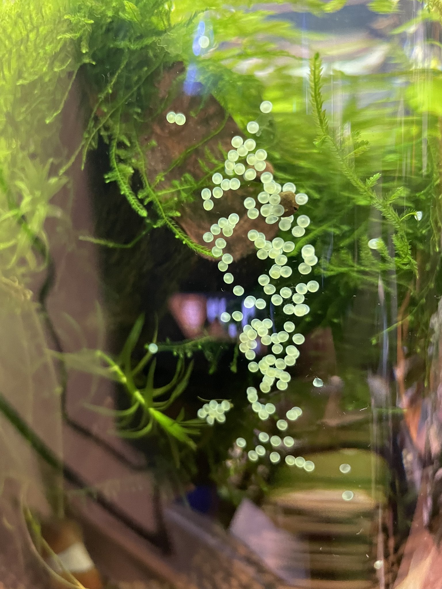 ピロちゃん 熱帯魚のいる生活 Lnxwewv4ottubc3 Twitter