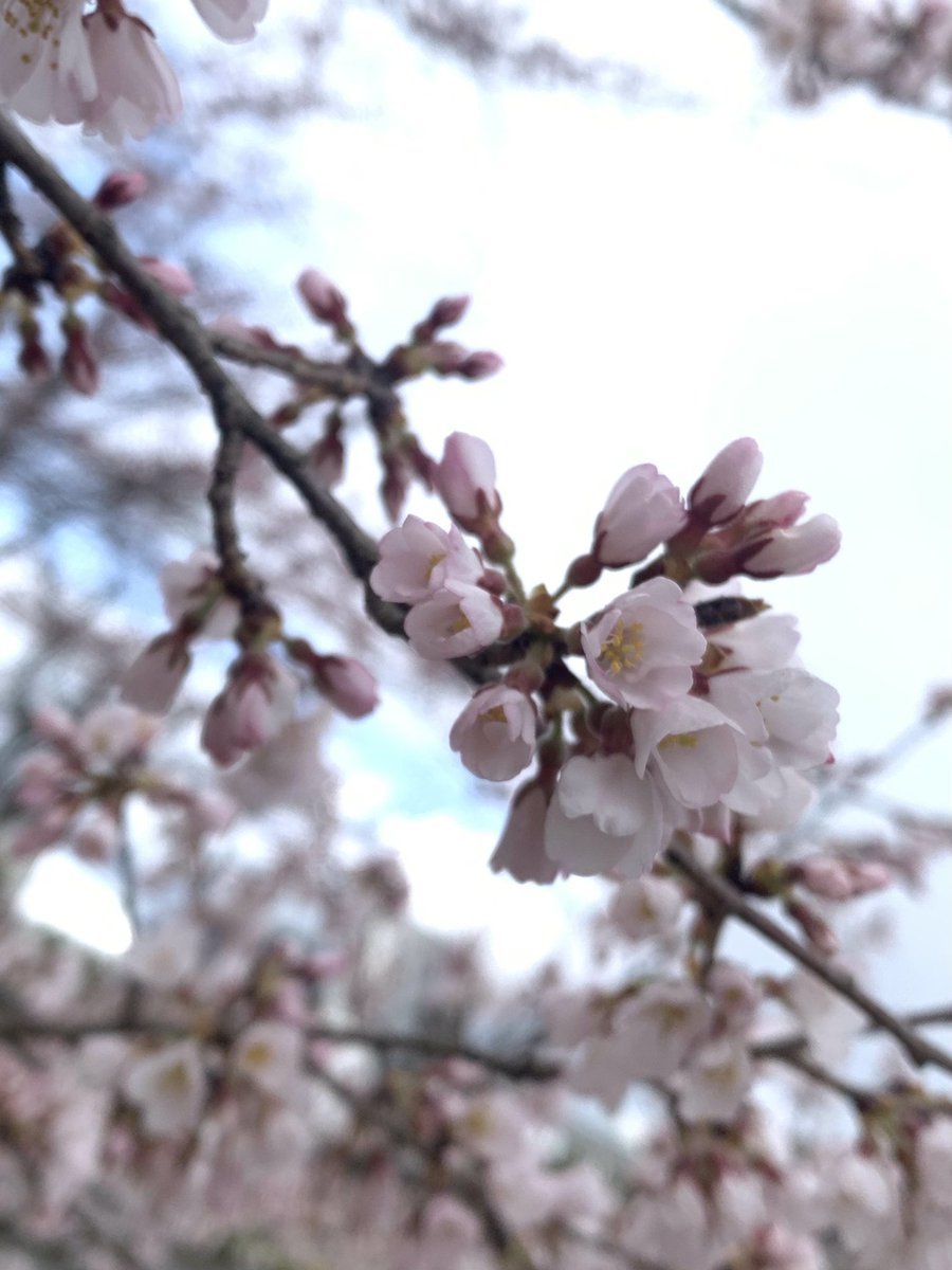 m_ma_ko_s's tweet photo. 昨日から桜まつり開催
早咲きの🌸見てきた。
満開だったら綺麗やろなぁ
#万博記念公園
#桜まつり
#セイヨウミザクラ
#カンヒザクラ https://t.co/bGlHLiZFFl