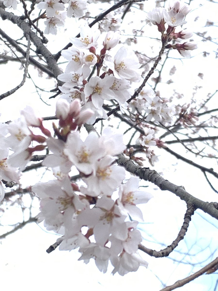 m_ma_ko_s's tweet photo. 昨日から桜まつり開催
早咲きの🌸見てきた。
満開だったら綺麗やろなぁ
#万博記念公園
#桜まつり
#セイヨウミザクラ
#カンヒザクラ https://t.co/bGlHLiZFFl