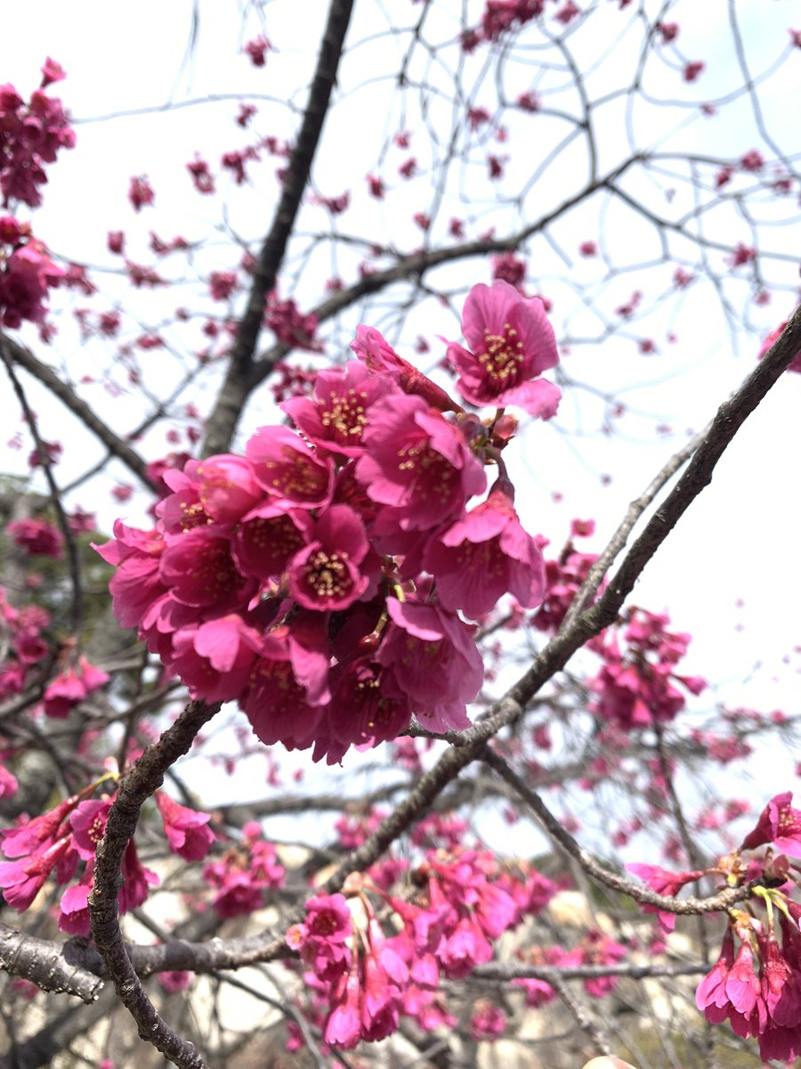 m_ma_ko_s's tweet photo. 昨日から桜まつり開催
早咲きの🌸見てきた。
満開だったら綺麗やろなぁ
#万博記念公園
#桜まつり
#セイヨウミザクラ
#カンヒザクラ https://t.co/bGlHLiZFFl