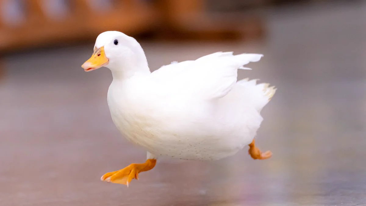 なかなか見ない光景？鳥が転ぶ瞬間がこれwww
