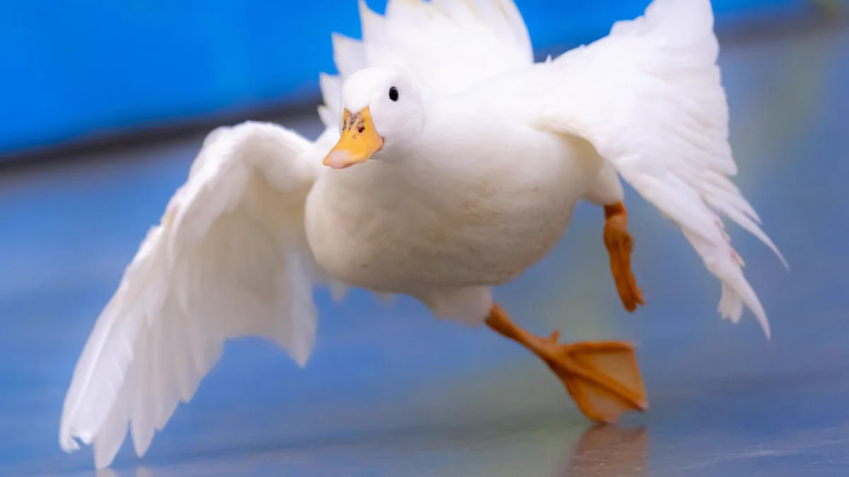 なかなか見ない光景？鳥が転ぶ瞬間がこれwww