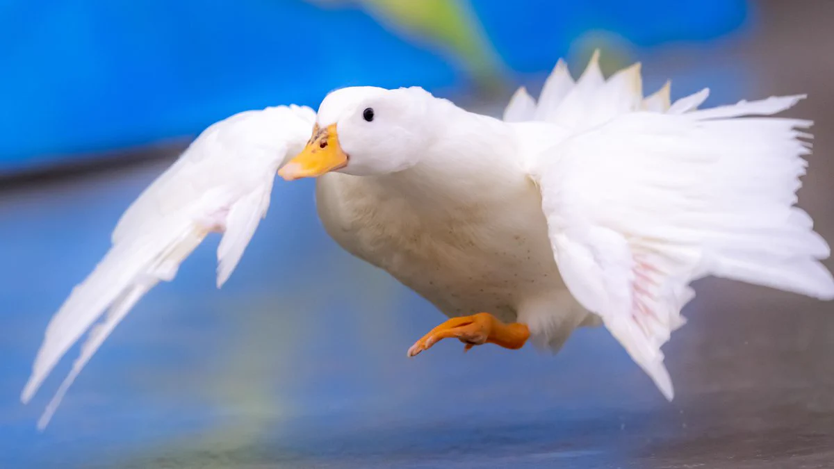 なかなか見ない光景？鳥が転ぶ瞬間がこれwww