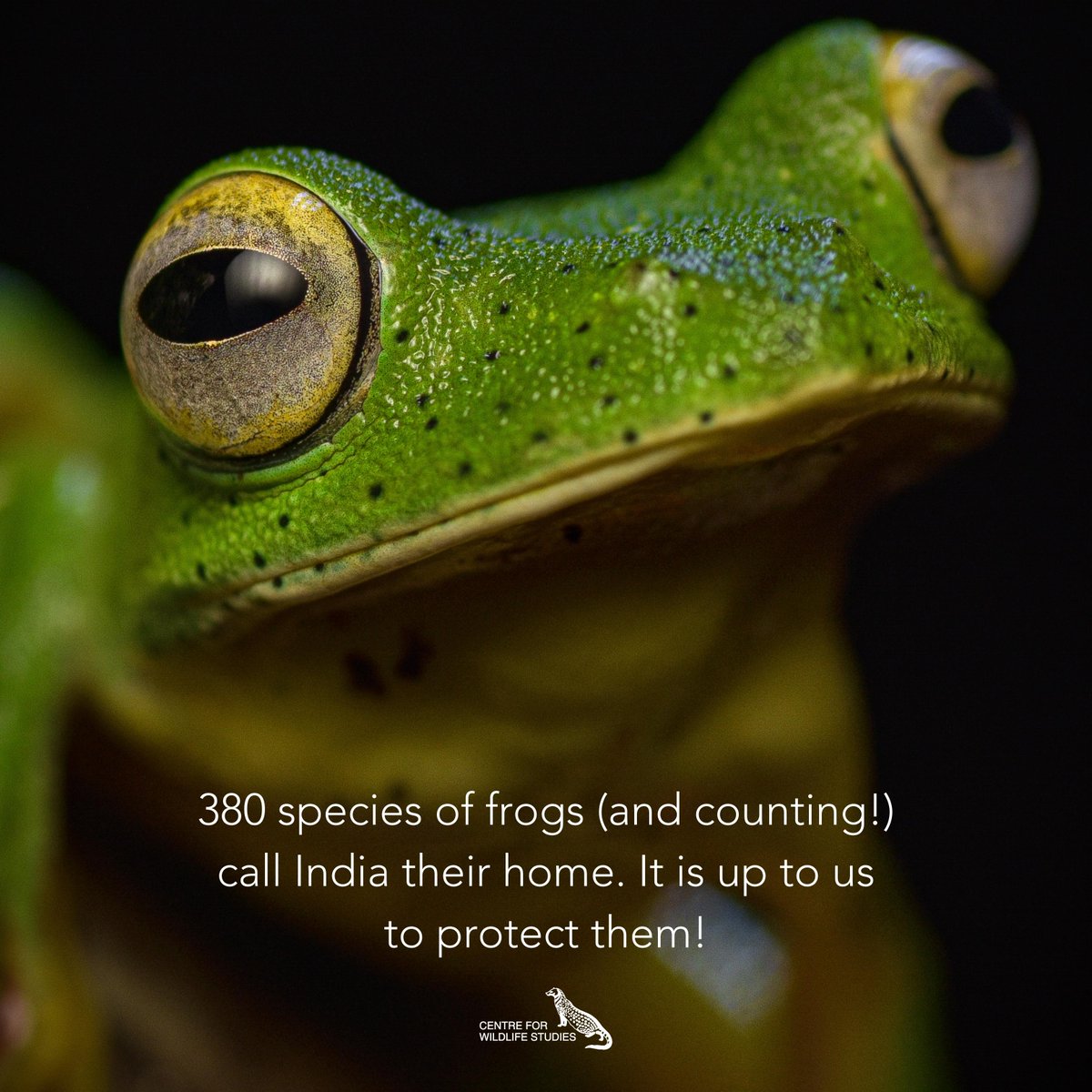 cwsindia's tweet photo. On World Frog Day 2022, let's pledge to protect our frog friends!
Image credits: Abhishek Salian
#worldfrogday2022 #frogs #amphibians #frogfriends https://t.co/tp4EXfg2QI