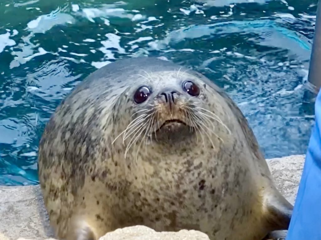 ガッチリカ ハマちゃんお誕生日おめでとう アザラシ 京都水族館 T Co Ownmxsrxem Twitter ガッチリカ ハマちゃんお誕生日おめでとう アザラシ 京都水族館 T Co Ownmxsrxem Twitter