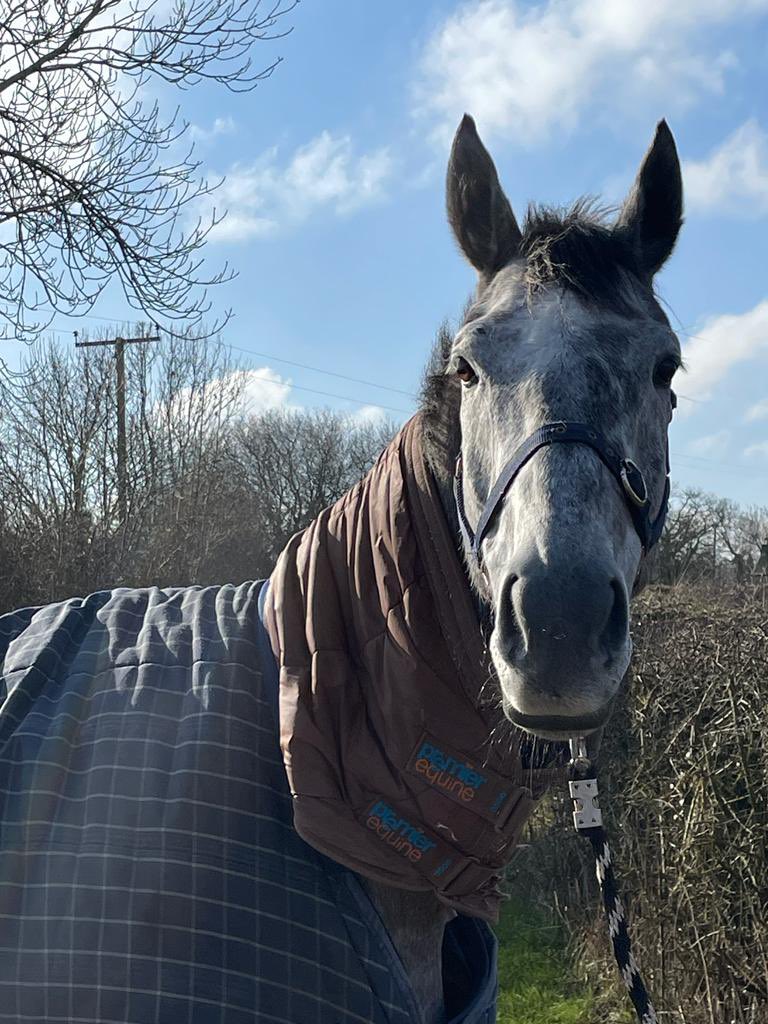 BewleyRacing's tweet photo. Broomfields Kan out for a walk and grass this morning. He seems to have come out of his race well #biggrey https://t.co/zQF3PREl73