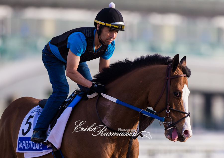 erikar_photos's tweet photo. Snapper Sinclair looks a lot more relaxed and straighter in his canter this year, he could run a big race in the Godolphin Mile. https://t.co/nGBcIxRyHV