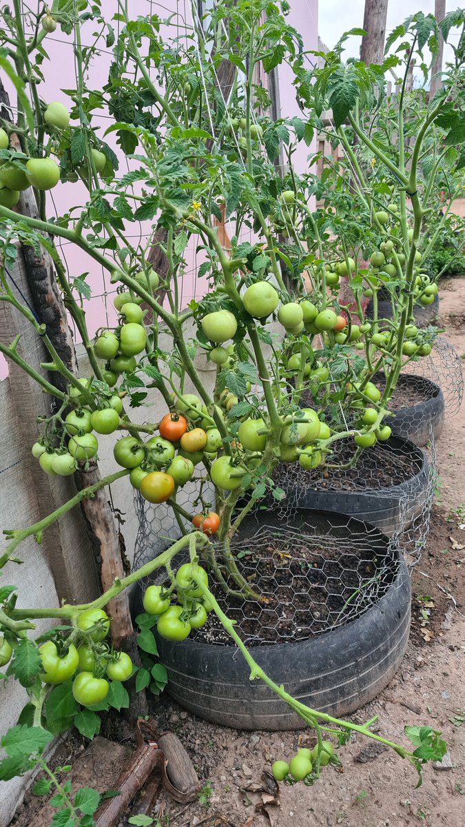 MrCow_man's tweet photo. As a blood donor I've cherished this gift from seed to harvest, thanks to @The_WCBS. I've read tomatoes are good for maintaining blood health as they provide 40% of the daily Vitamin C required #DonateBlood #SaveLives #TheWCBS #GardeningTheRoute #KuWrongKuRough #GeorgeDiaries https://t.co/X7wIAI2KgP