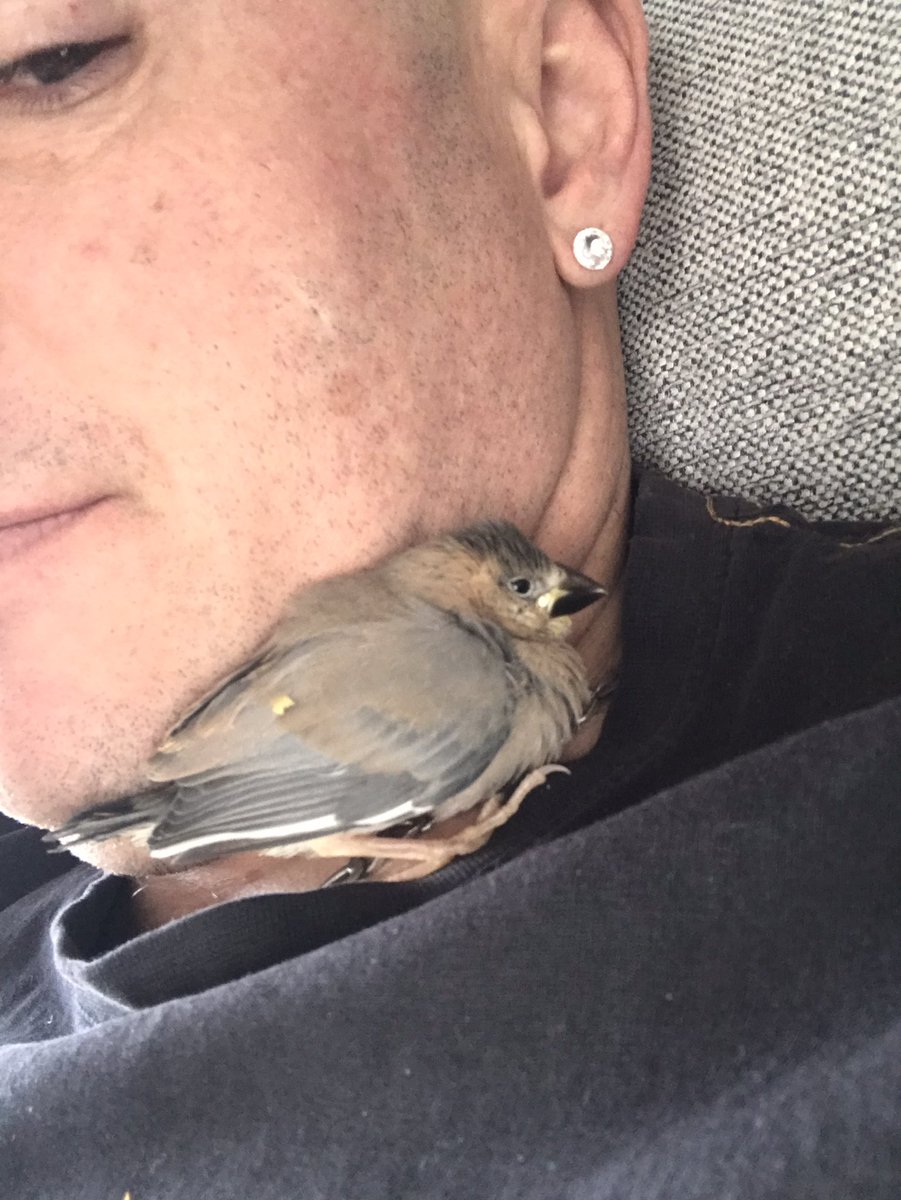 theyellowman3's tweet photo. Mon amour d oiseau 😍 https://t.co/sZfVMVcMg3